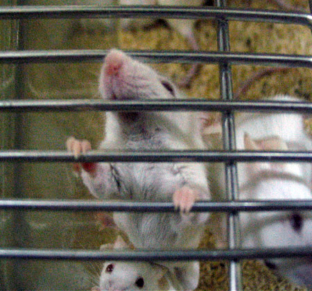 Ratas que serán utilizadas en experimentos. / Igualdad Animal - Animal Equality