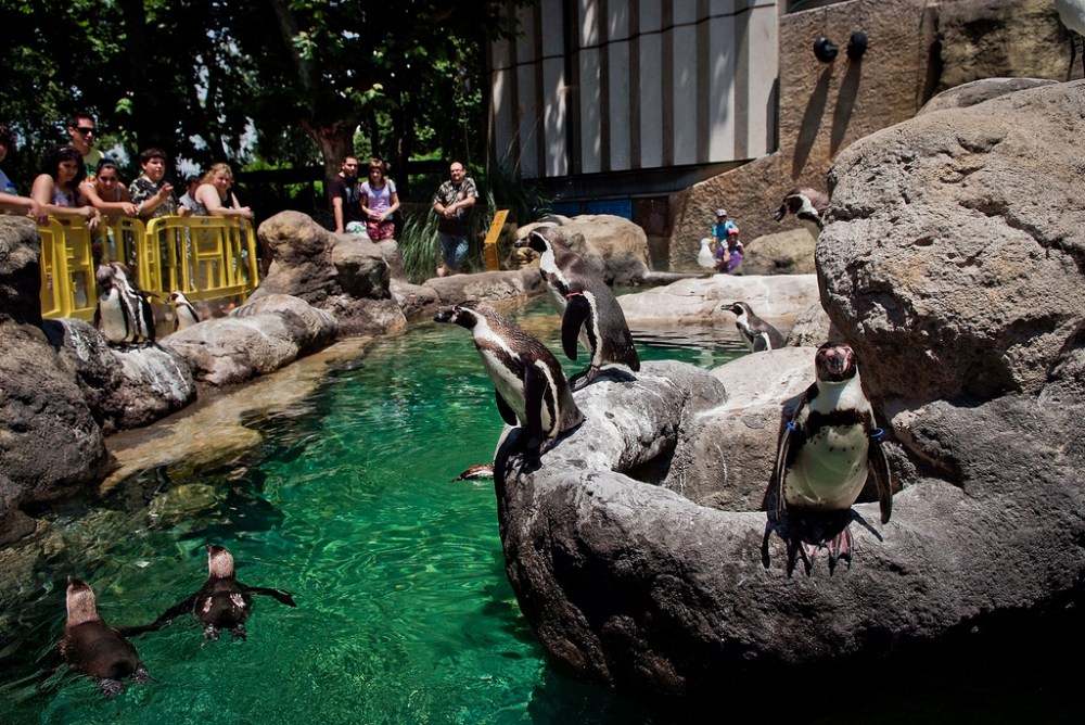 Pingüinos en el zoo de Barcelona / Igualdad Animal